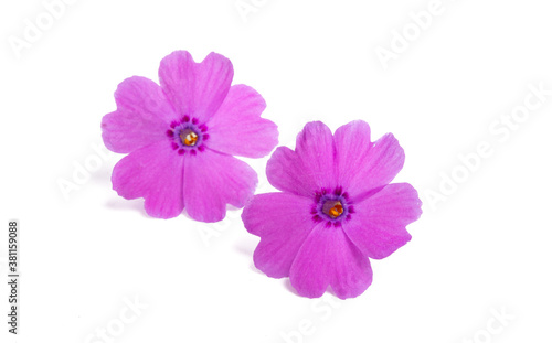 phlox flowers isolated