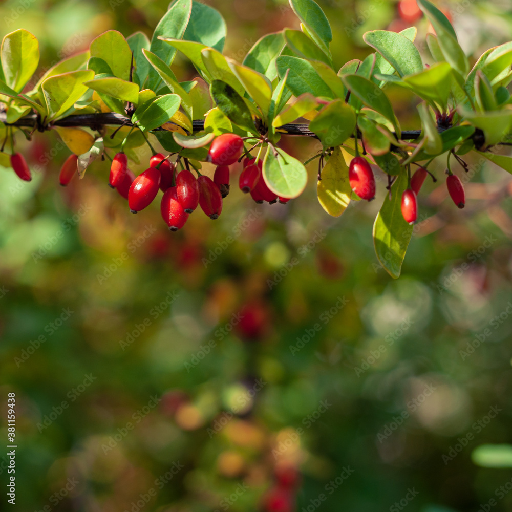 Barberry, Berberis vulgaris, branch with natural fresh ripe red berries on natural green blurred background.