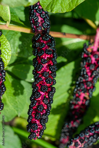Phytolacca is a genus of perennial plants native to North America, South America and East Asia.