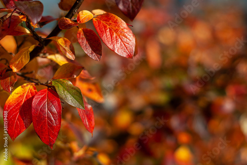 Autumn red and orange leaves of black chokeberry, Aronia melanocarpa, on a blurred background.