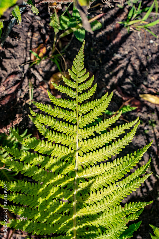 Large succulent green leaf of a Shrubs fern. Top view Large succulent green leaf of a Shrubs fern. Top view