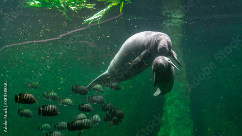 Big adult manatee and a baby swimming inside aquarium photo