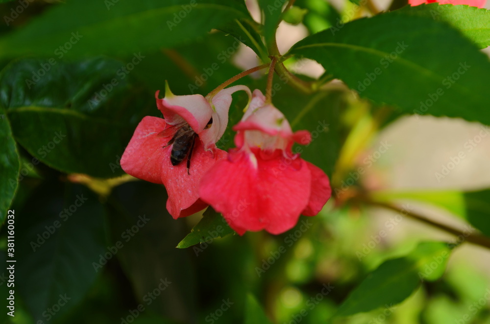 Garden Balsam, Impatiens Balsamina Linn flower in garden Garden Balsam, Impatiens Balsamina Linn flower in garden