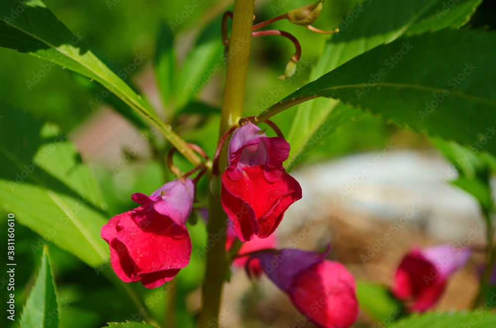 Fototapeta premium Garden Balsam, Impatiens Balsamina Linn flower in garden