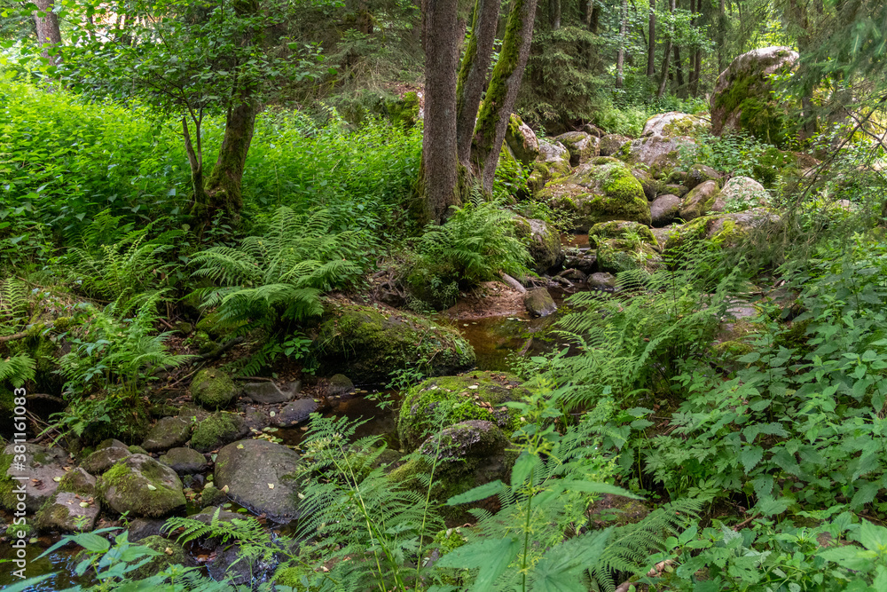 nature reserve in the Bavarian Forest nature reserve in the Bavarian Forest