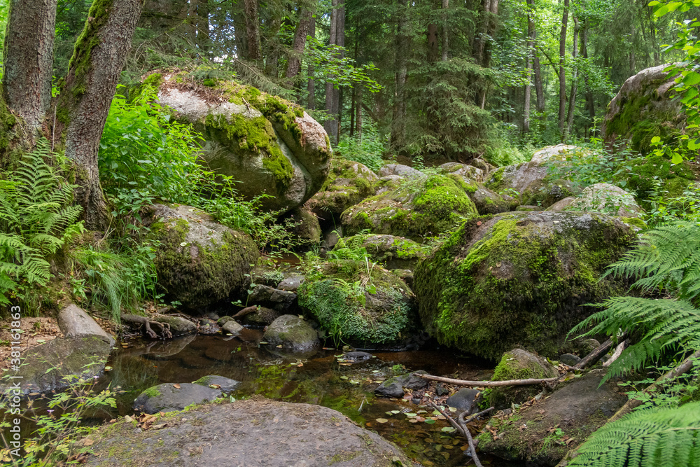 Obraz premium nature reserve in the Bavarian Forest