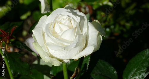 Valokuva White Rose with dew drops in Zurich, Switzerland