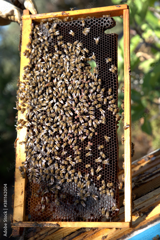 honey harvest from beehives, bees in honeycombs. organic honey, from pine and other flowers honey harvest from beehives, bees in honeycombs. organic honey, from pine and other flowers
