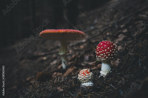 фотографія amanita muscaria fly agaric mushroom