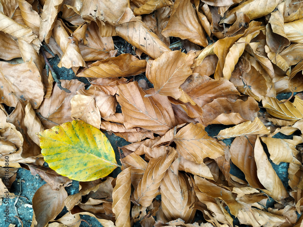 New yellow leaf fallen on a pile of dry leaves. Autumn forest background.