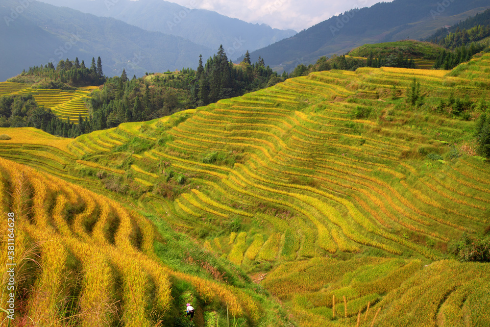 Longji Rice Terraces Longji Rice Terraces