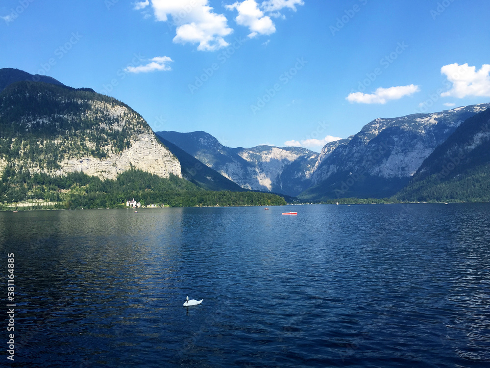 swan on the lake landscape in Hallstatt Upper Austria swan on the lake landscape in Hallstatt Upper Austria