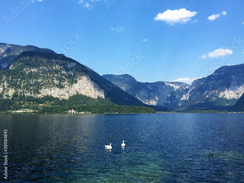 swan on the lake landscape in Hallstatt Upper Austria