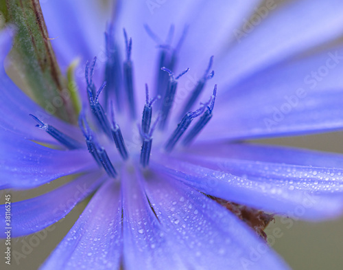 macro fotografía de flor morada
