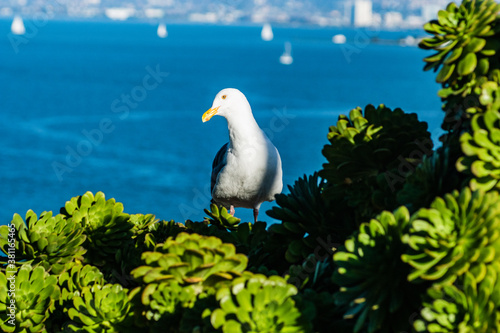 California Gull