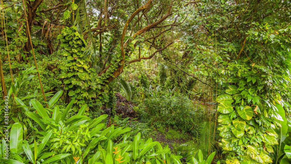 Fototapeta premium Green tropical forest. Amazing trees. Hawaii island