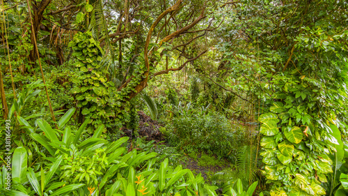 Green tropical forest. Amazing trees. Hawaii island