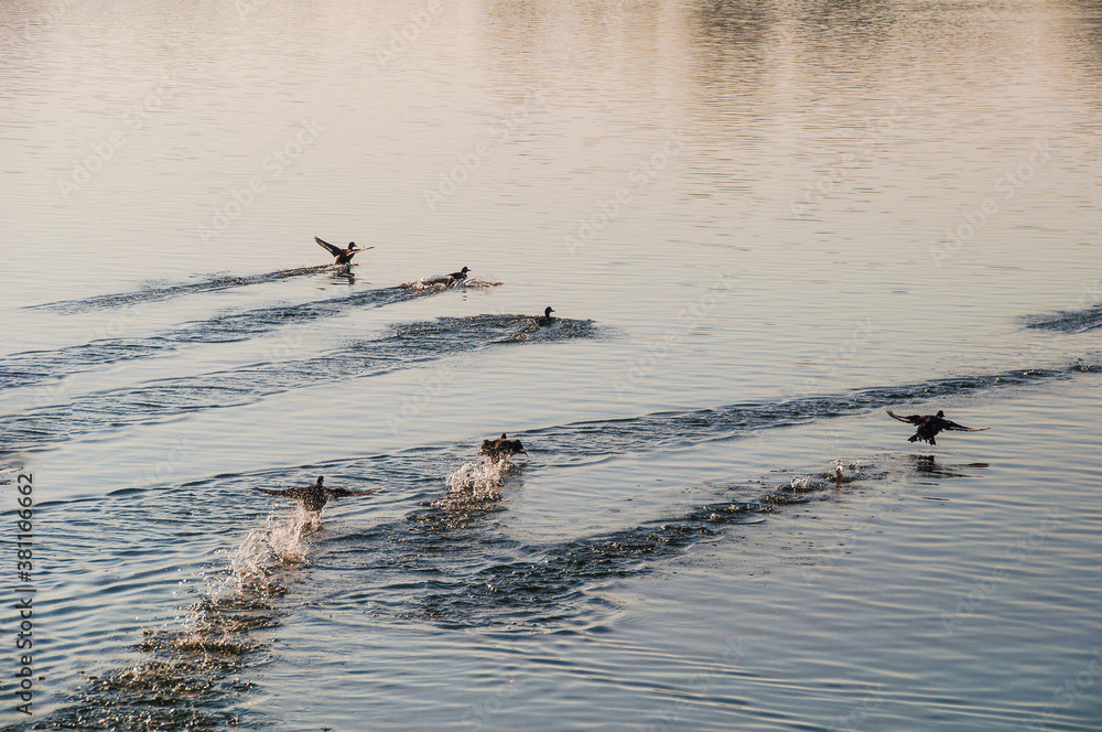 Fototapeta premium Koldinger See-Laatzen