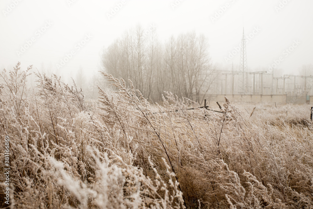 Obraz premium The dry tall grass is covered with frost against the background of fog. Field of withered grass. Natural autumn background.