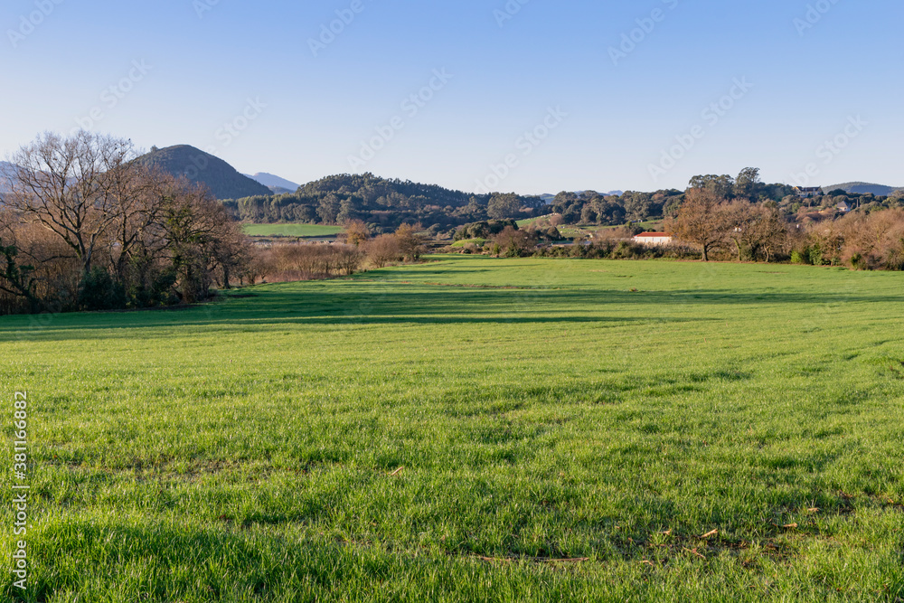 escena rural con vacas y campos de pasto para animales de granja