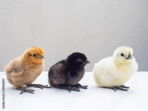 Three colour of cute little fluffy feather chicken isolated on white background. newborn chick design and decorative work. farm and agriculture or easter holiday concept