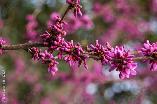 Cercis chinensis