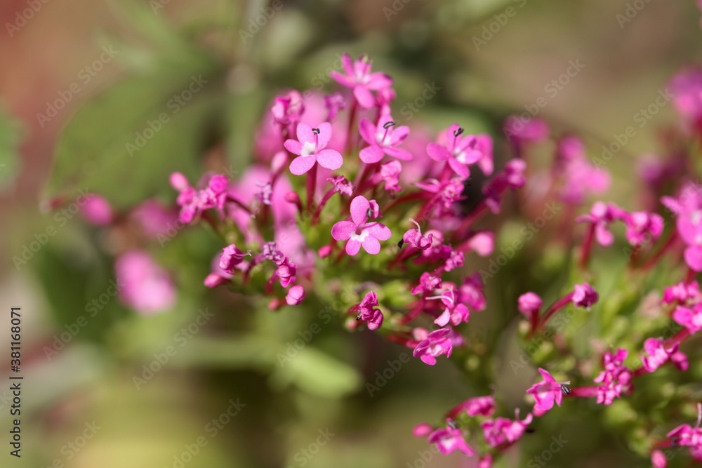 Flower of a long-spurred valerian, Centranthus macrosiphon Flower of a long-spurred valerian, Centranthus macrosiphon