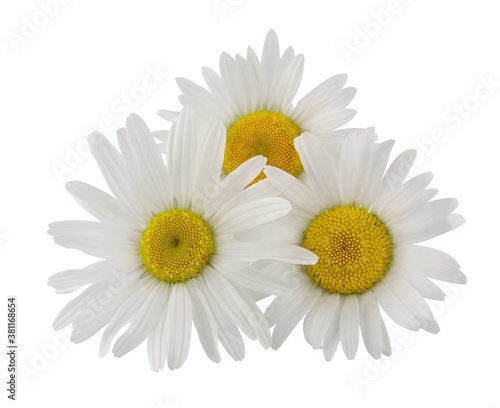 Chamomile flowers isolated on white background, top view