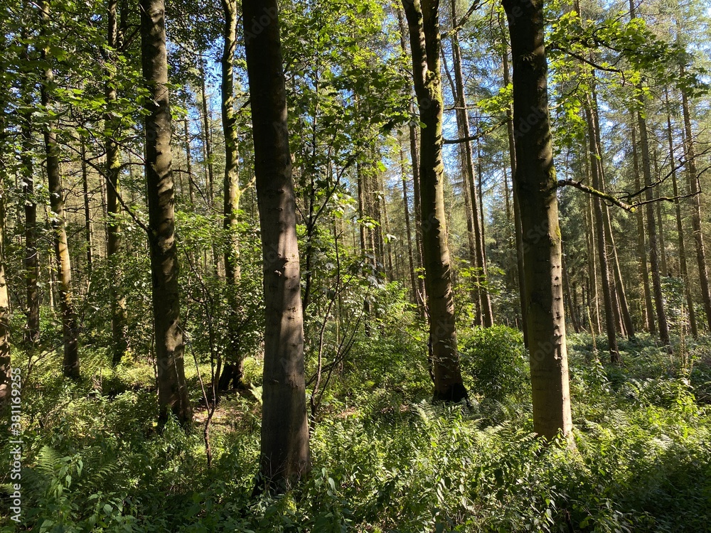 Fototapeta premium Woodland, with the sun shining between the trees near, Blubberhouses, Otley, UK