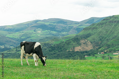 vaca pastando en la alta montaña