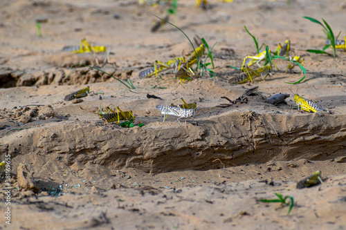 close up of a migratory locust swarm in deserts of india