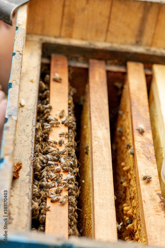 Bee hives in care of bees with honeycombs and honey bees. beekeeper opened hive to set up an empty frame with wax for honey harvesting. Bee hives in care of bees with honeycombs and honey bees. beekeeper opened hive to set up an empty frame with wax for honey harvesting.