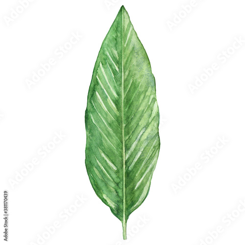 Watercolor leaf of ginger