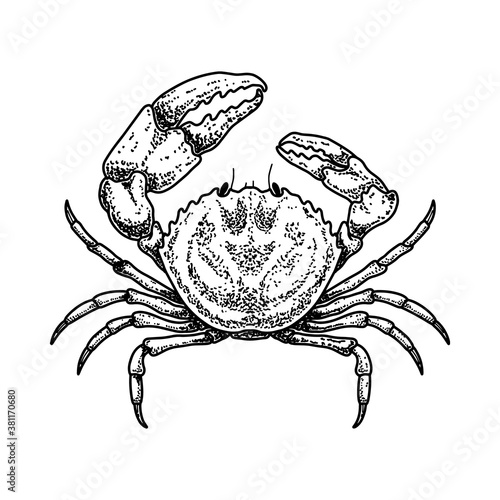 Illustration of crab in engraving style. Design element for logo, emblem, sign, poster, card, banner. Vector illustration