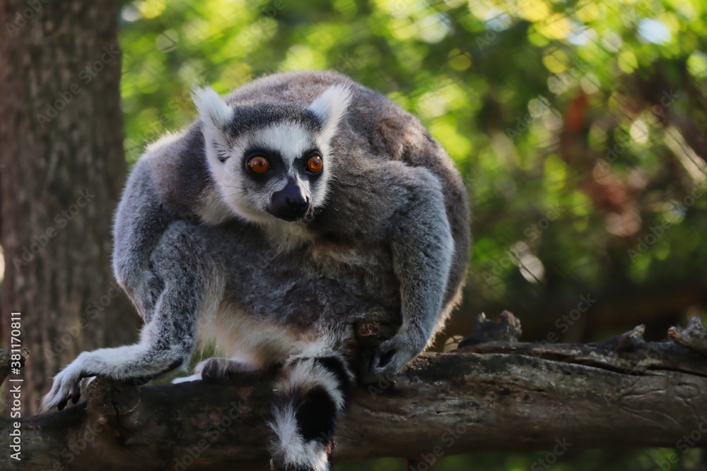 Close-up of Funny Lemur Crouching on Tree Branch in Zoo Park. The Ring-Tailed Lemur (Lemur Catta) is a Large Strepsirrhine Primate with Black and White Ringed Tail. 