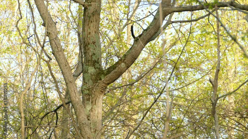 Red headed woodpecker in the distance jumping on all branches of a tree Red headed woodpecker in the distance jumping on all branches of a tree