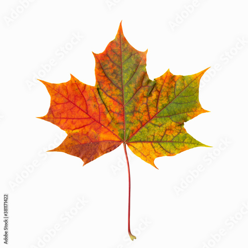 Beautiful multi-colored maple leaf isolated on white background