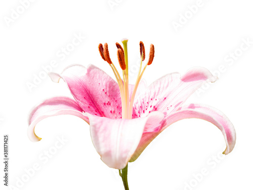 Rose color Lillie flower side view isolated