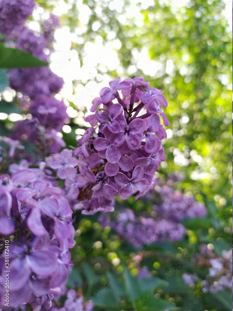 lilac flowers in the garden lilac flowers in the garden
