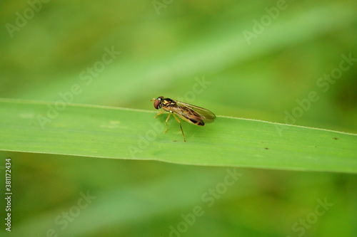 Macro photography of one single fly sitting on green leave