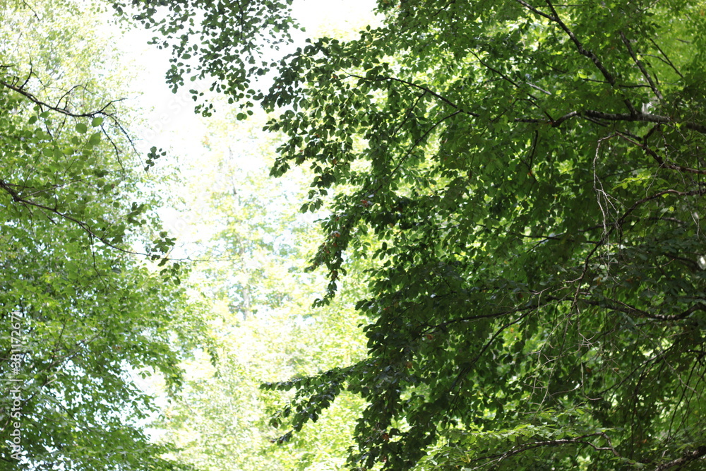 Beautiful green forest summer day