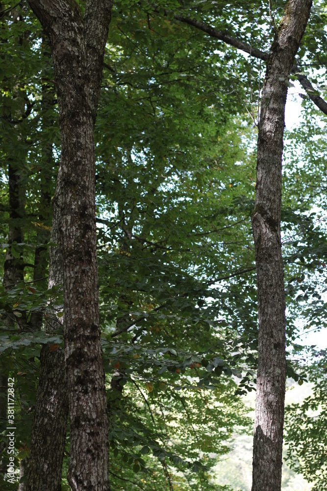 Fototapeta premium Beautiful green forest summer day