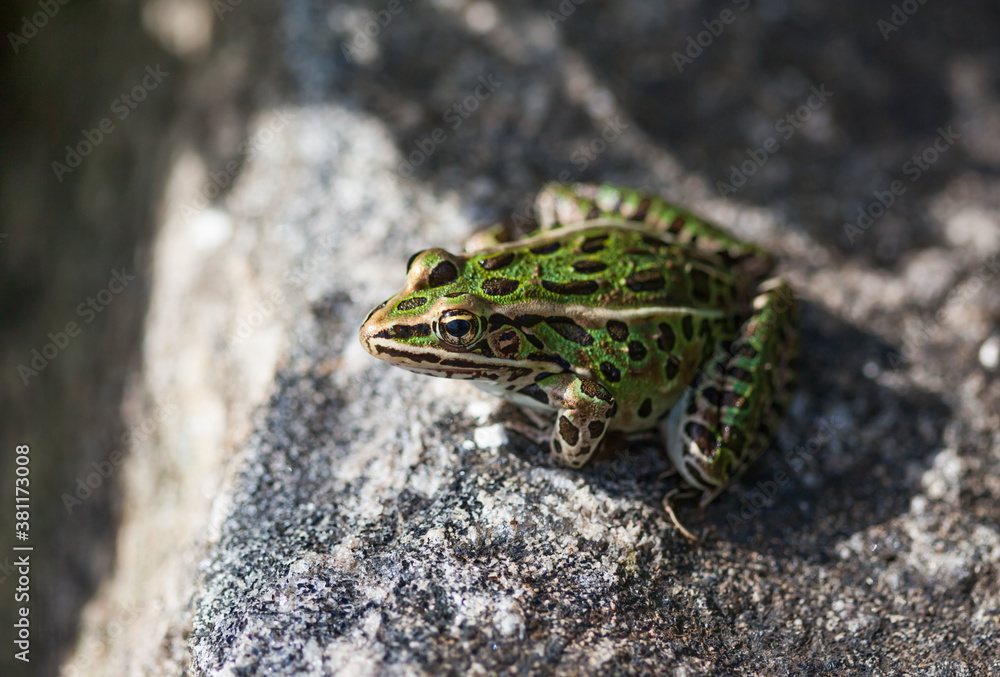 Photo of a Leopard Frog sitting on the rock Photo of a Leopard Frog sitting on the rock