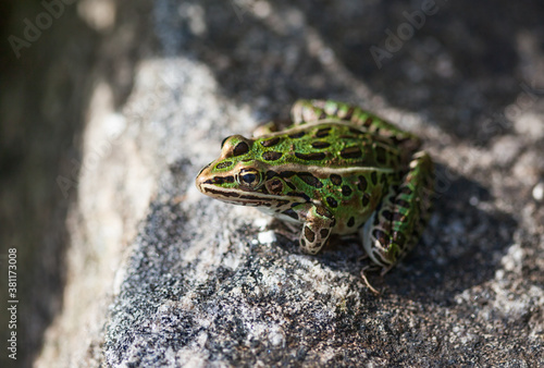 Photo of a Leopard Frog sitting on the rock