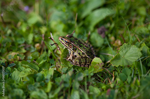 Photo of a Leopard Frog sitting in the grass