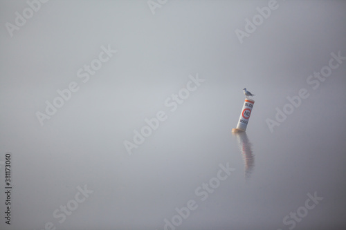 Photo of a lone gull sitting on no wake buoy in foggy lake.