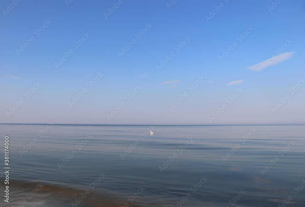 Seagull on the quiet Baltic Sea on Usedom