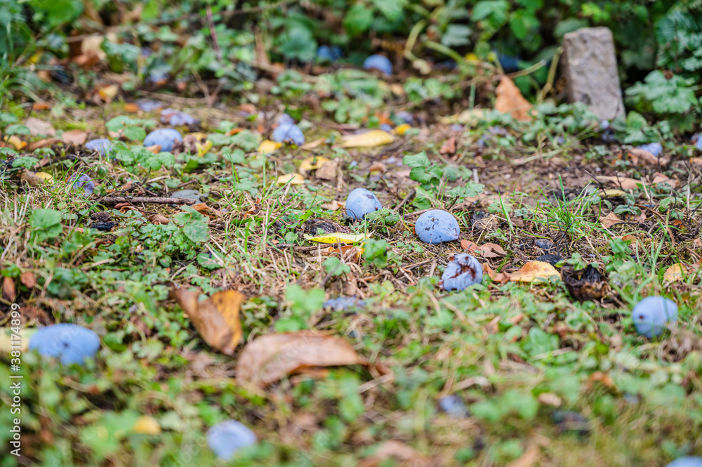 A low angle shot of a bunch of plums on the grass A low angle shot of a bunch of plums on the grass