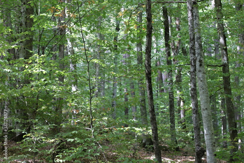 Fototapeta Naklejka Na Ścianę i Meble -  Beautiful green forest summer day