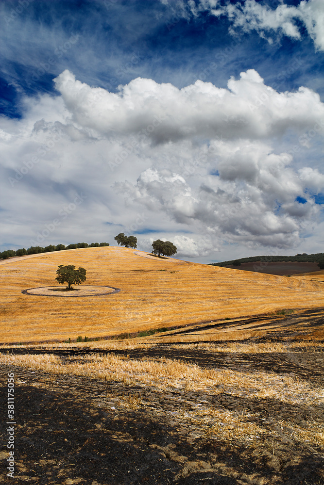 Obraz premium Spanish summer fields